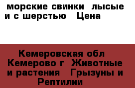 морские свинки, лысые и с шерстью › Цена ­ 2 500 - Кемеровская обл., Кемерово г. Животные и растения » Грызуны и Рептилии   